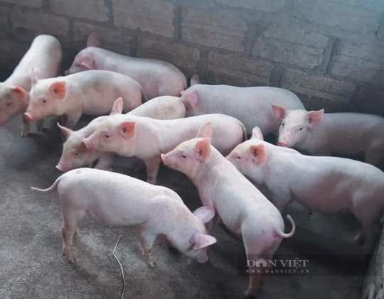 Giá heo hơi một số vùng nhích lên, người nuôi vẫn chưa có lãi - Ảnh 2.