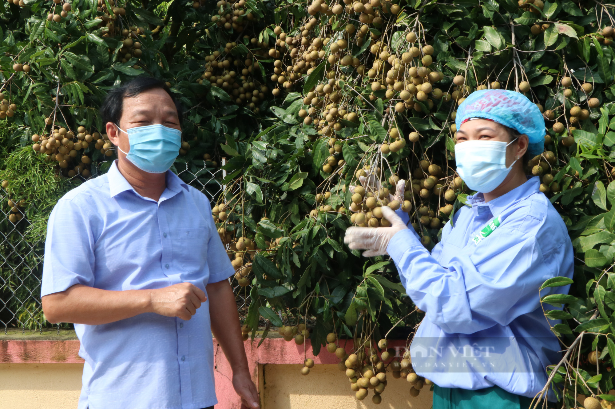 Chí Linh “mở vườn” đưa nhãn đi Mỹ, EU  - Ảnh 1.