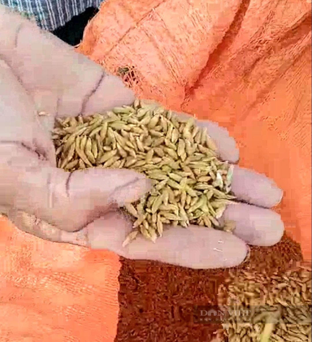 Ninh Bình: Vụ lúa đông xuân trúng lớn nhờ hệ thống thâm canh lúa cải tiến - Ảnh 2.