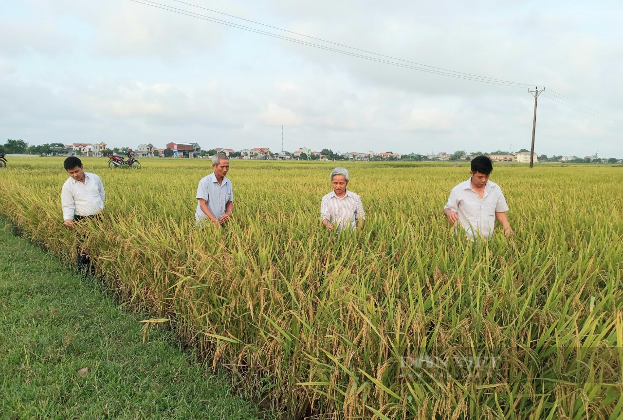 Ninh Bình: Vụ lúa đông xuân trúng lớn nhờ hệ thống thâm canh lúa cải tiến - Ảnh 3.