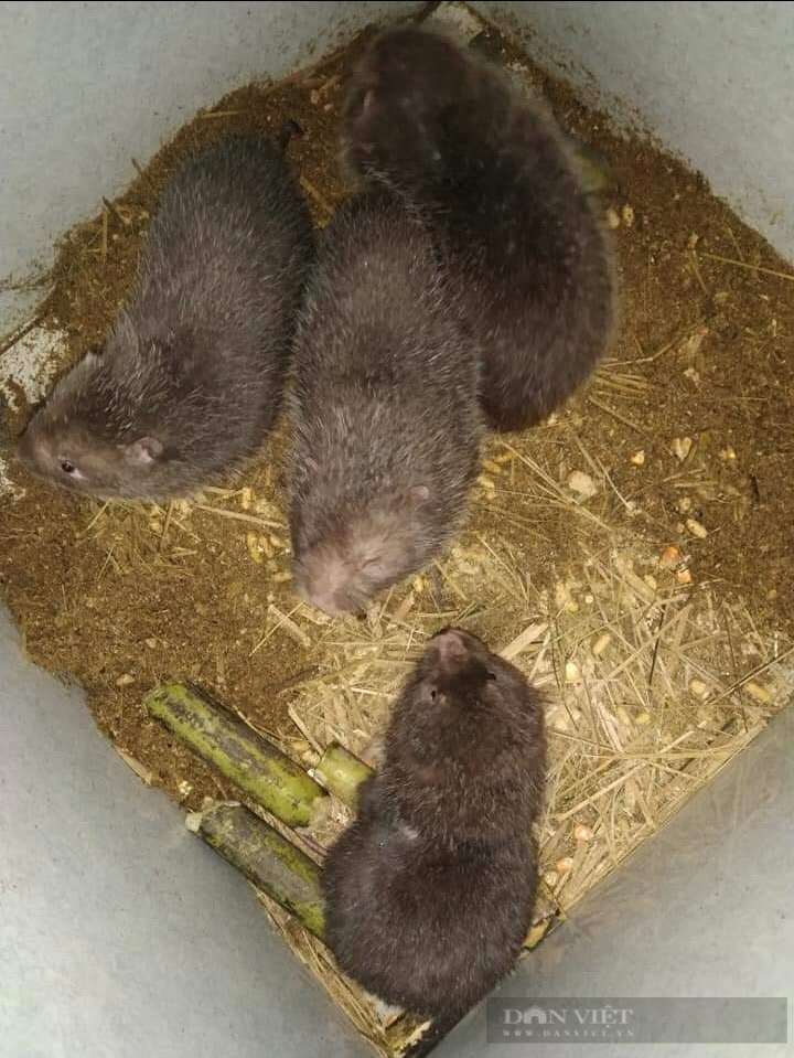 Đào con này trên rừng về nuôi, nhiều hộ dân ở TT-Huế bất ngờ đổi đời vì thu lãi cao  - Ảnh 2.