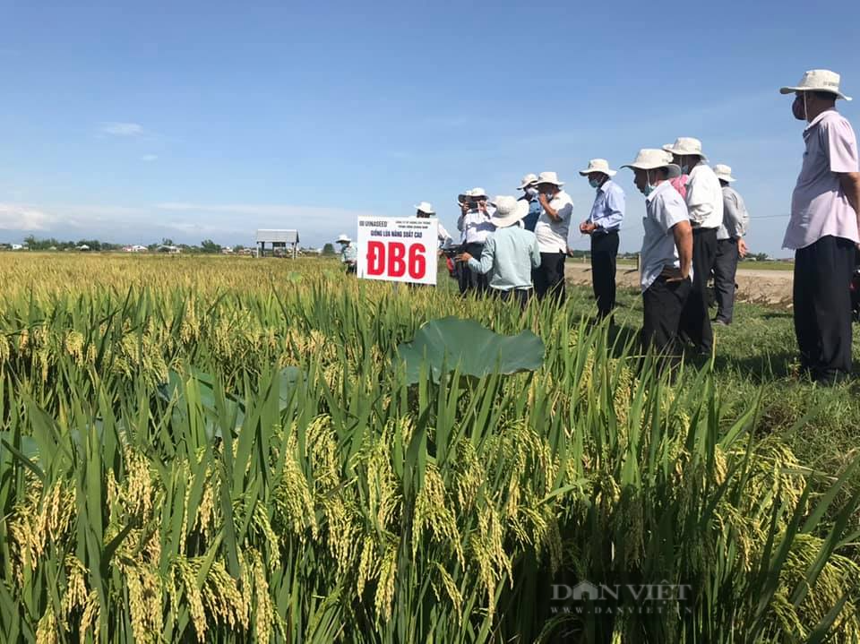 Nông dân TT.Huế vui mừng với giống lúa ĐB6 chịu thâm canh, cho năng suất cao  - Ảnh 3.