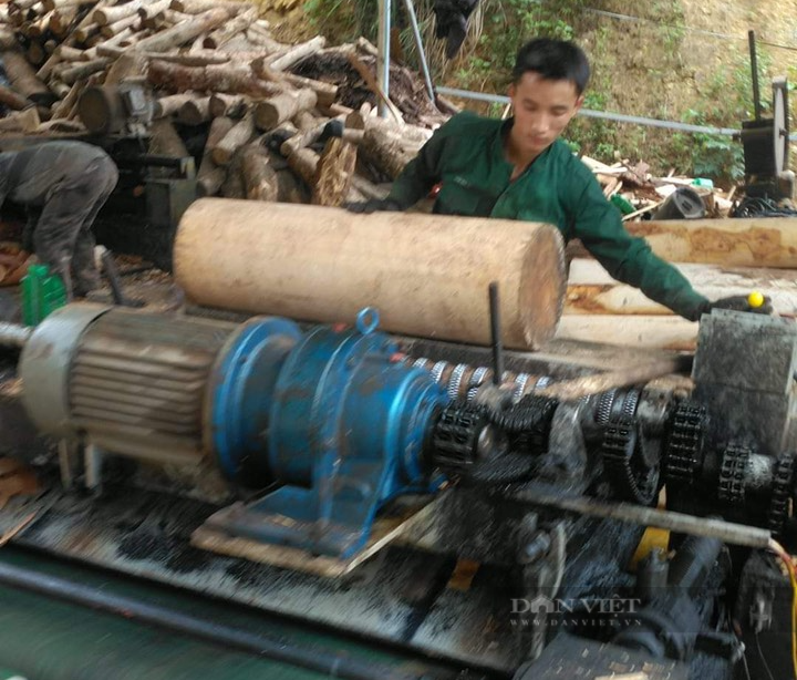 Bài 2 đường đi của gỗ rừng. - Ảnh 1.