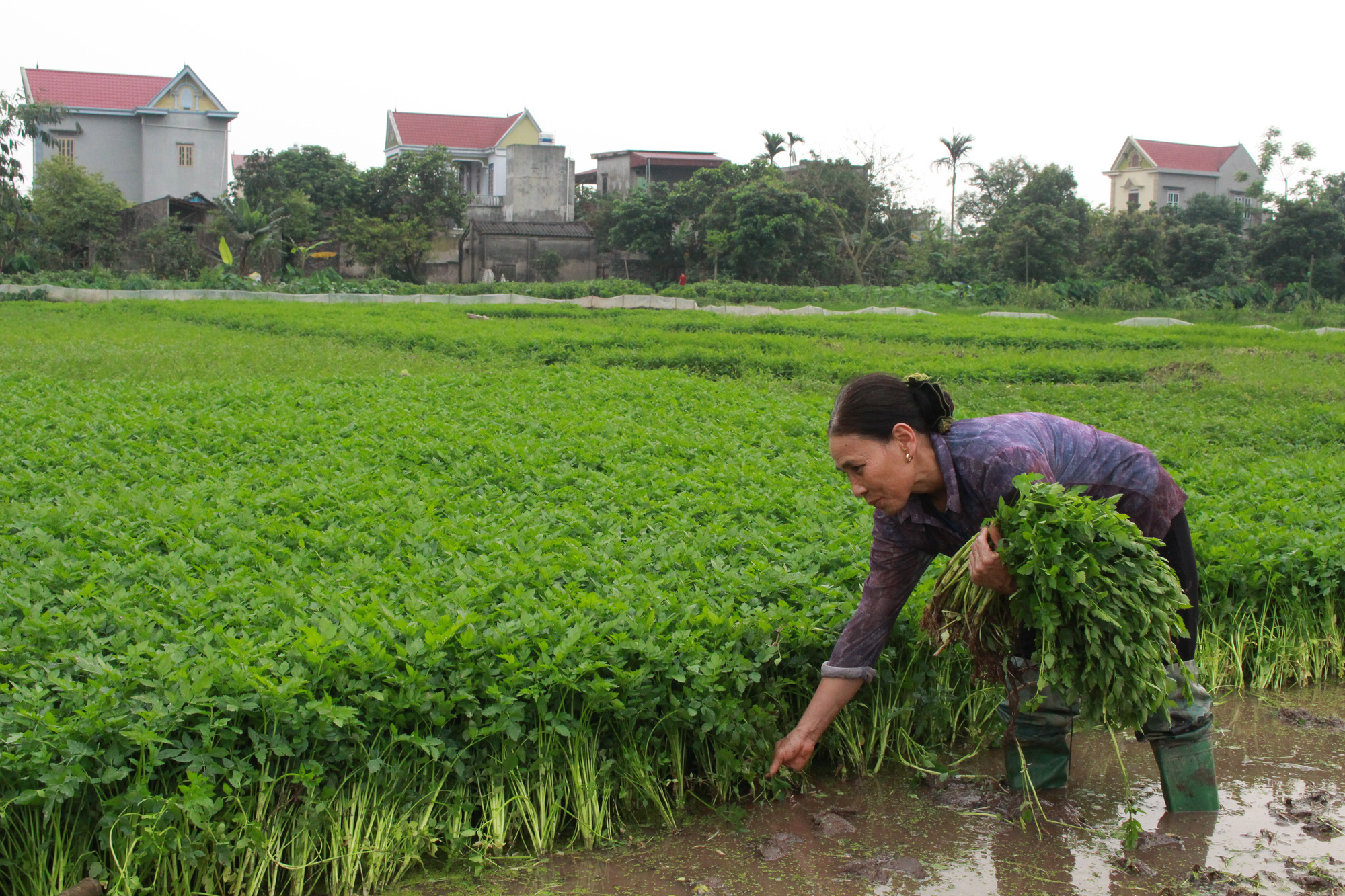 Hà Nội: Trồng rau đặc sản, ăn giòn sần sật, mỗi lứa cắt cả tấn rau vẫn bán hết veo - Ảnh 1.