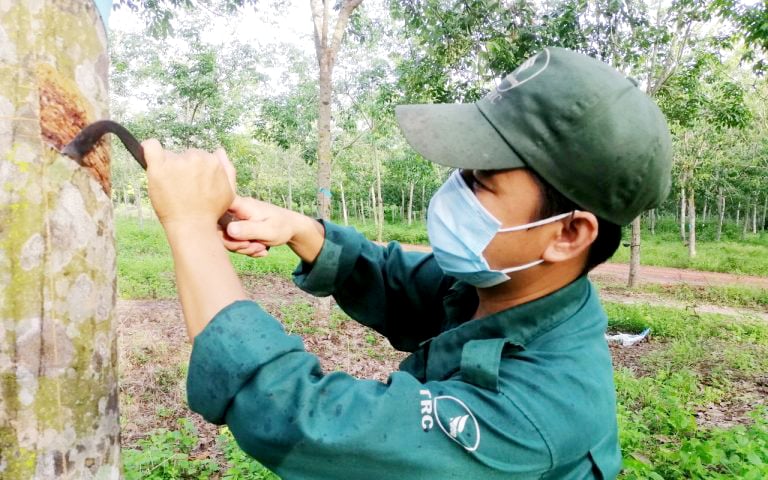 Công nhân của công ty CP Cao su Tây Ninh đang khai thác mủ cao su. Ảnh: Đào Phong