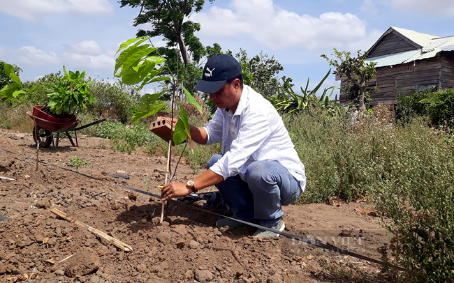 Ông Đặng Tường Khanh bắt đầu trồng những cây ca cao đầu tiên trên đất Gia Lai. Ảnh: Nguyên Vỹ