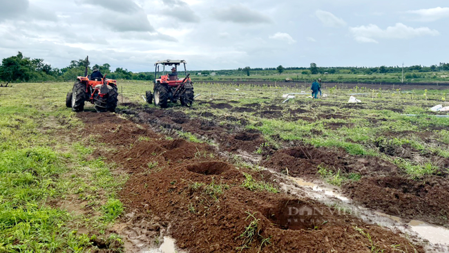 Dự án đầu tiên của Trọng Đức rộng 18ha được triển khại xã Pờ Tó, huyện Ia Pa, tỉnh Gia Lai. Ảnh: Nguyên Vỹ