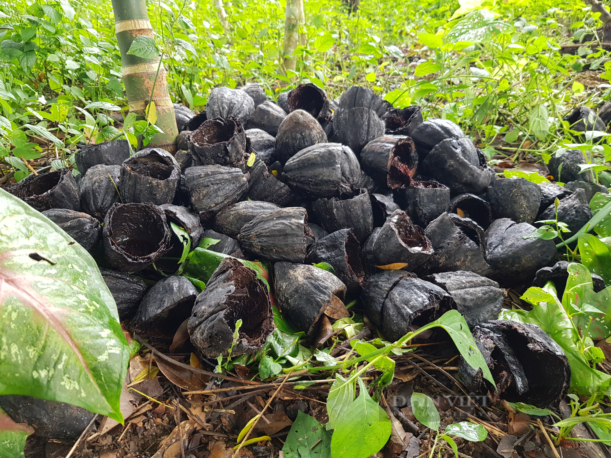 Không để lãng phí phụ phẩm... tỷ đô - Ảnh 3.
