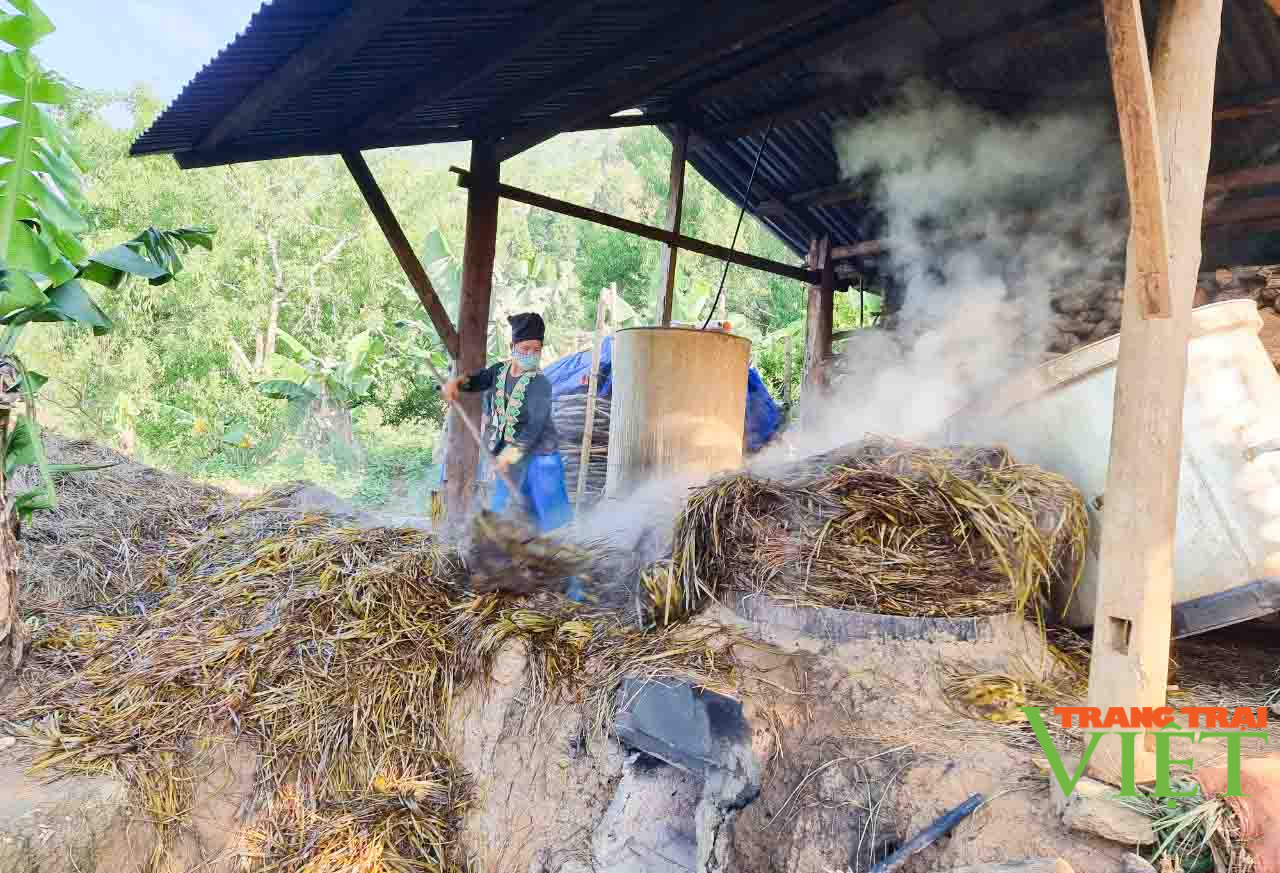 Lai Châu: Người trồng sả lao đao vì giá tinh dầu sả giảm - Ảnh 1. Lai Châu: Người trồng sả lao đao vì giá tinh dầu sả giảm - Ảnh 1.