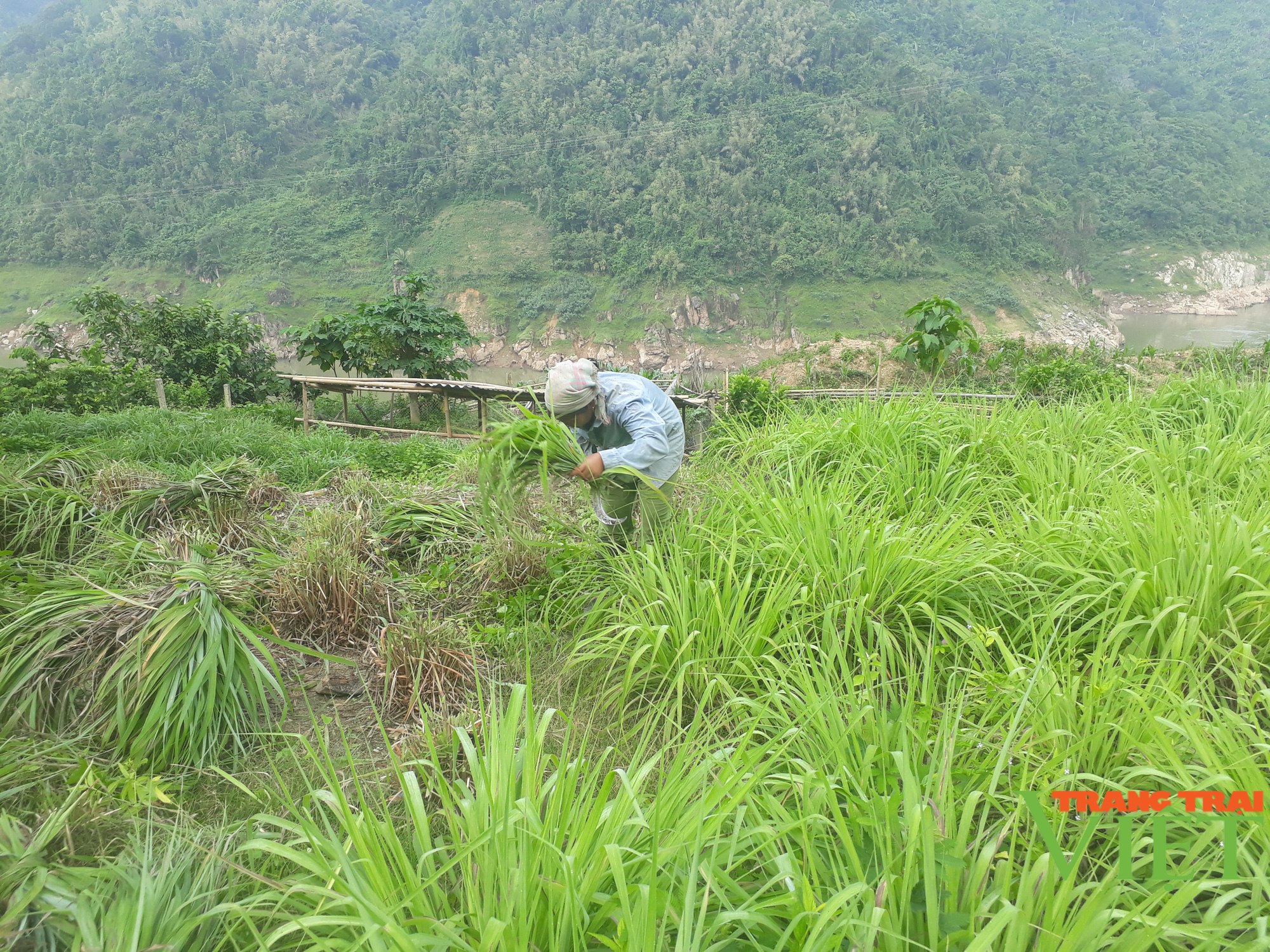 Lai Châu: Người trồng sả lao đao vì giá tinh dầu sả giảm - Ảnh 3. Lai Châu: Người trồng sả lao đao vì giá tinh dầu sả giảm - Ảnh 3.