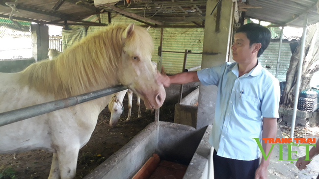 Nuôi ngựa bạch nấu cao, bán thương phẩm, một nông dân ở Lai Châu kiếm bộn tiền - Ảnh 1.