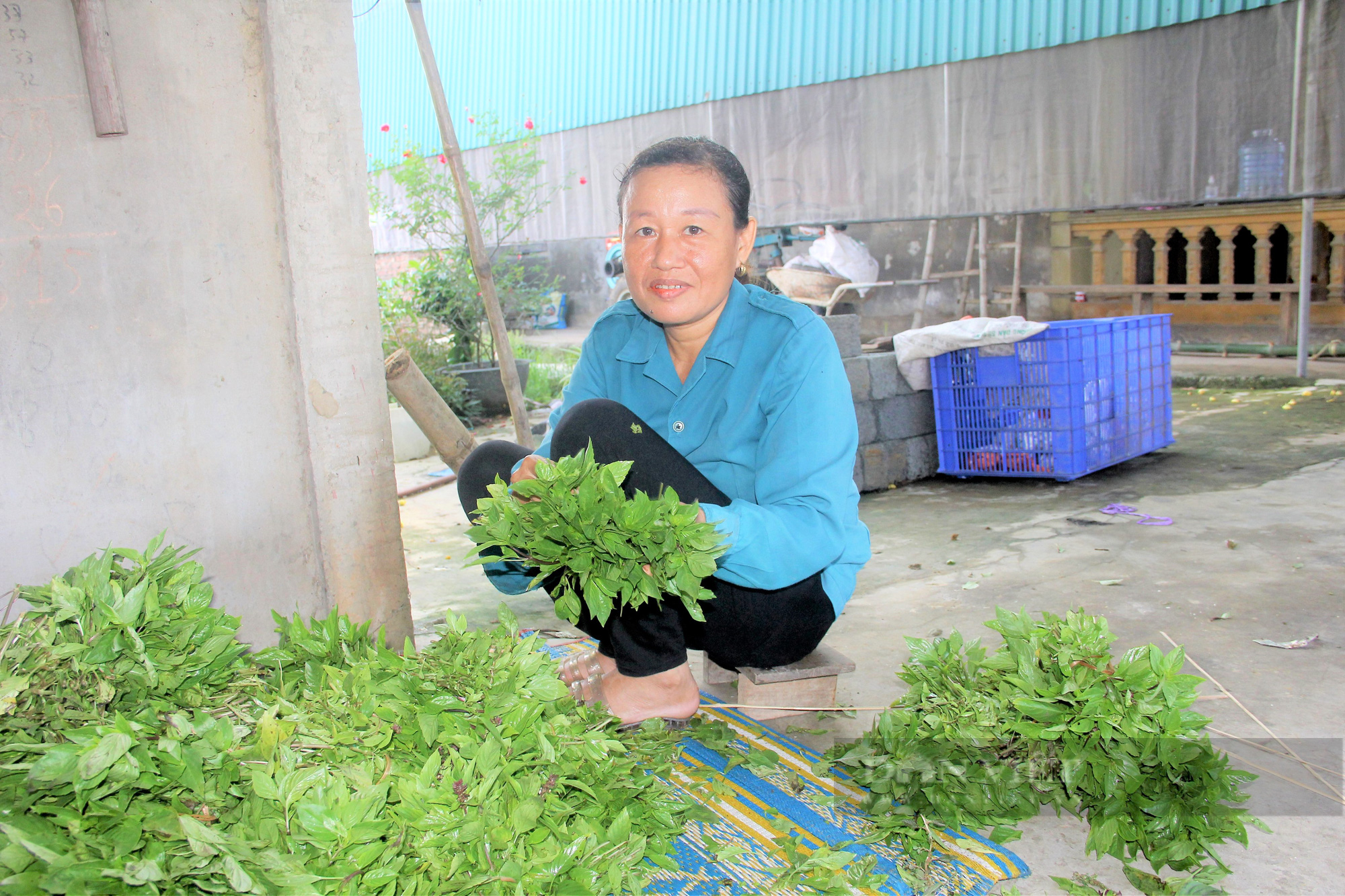Hà Tĩnh: Nông dân nhìn cánh đồng rau gia vị ứa nước mắt vì bán rẻ như cho - Ảnh 4.