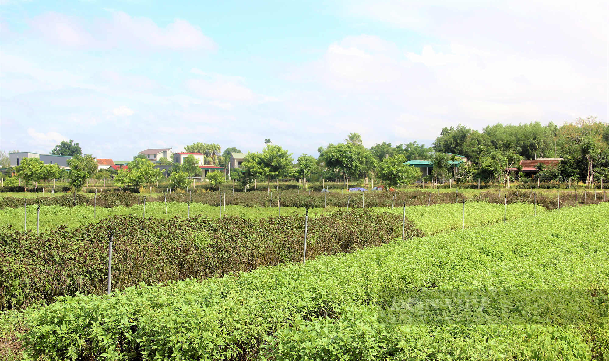 Hà Tĩnh: Nông dân nhìn cánh đồng rau gia vị ứa nước mắt vì bán rẻ như cho - Ảnh 5.
