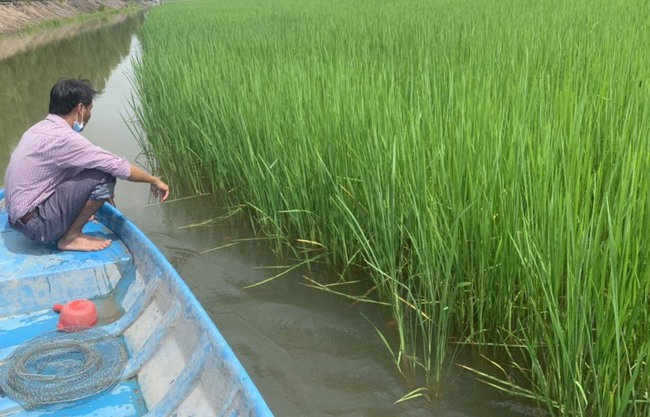 Nuôi cá linh, tôm càng xanh trên ruộng lúa mùa lũ - Ảnh 1.