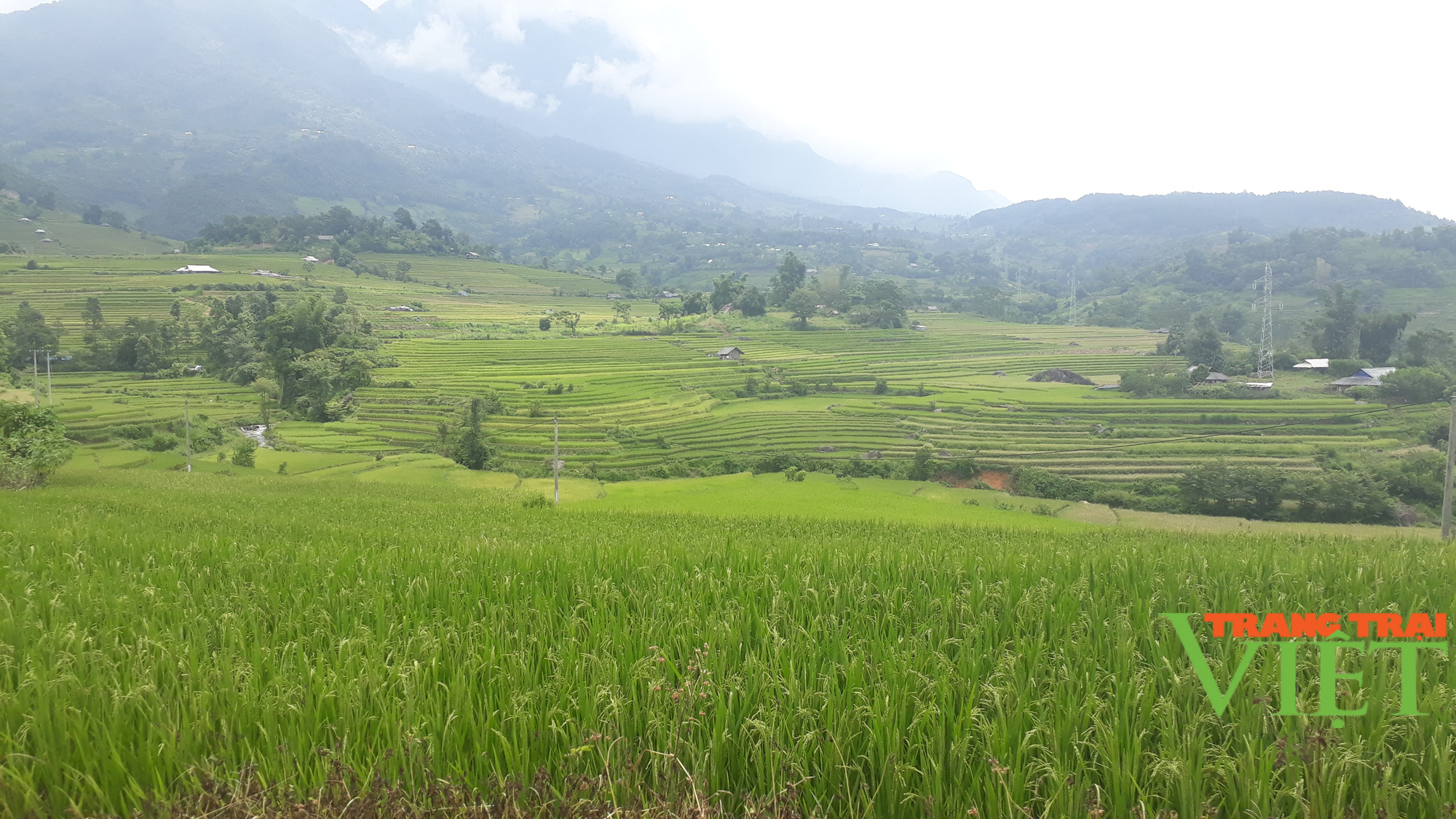 Tam Đường phát triển sản xuất nông nghiệp hàng hóa - Ảnh 1. Tam Đường phát triển sản xuất nông nghiệp hàng hóa - Ảnh 1.