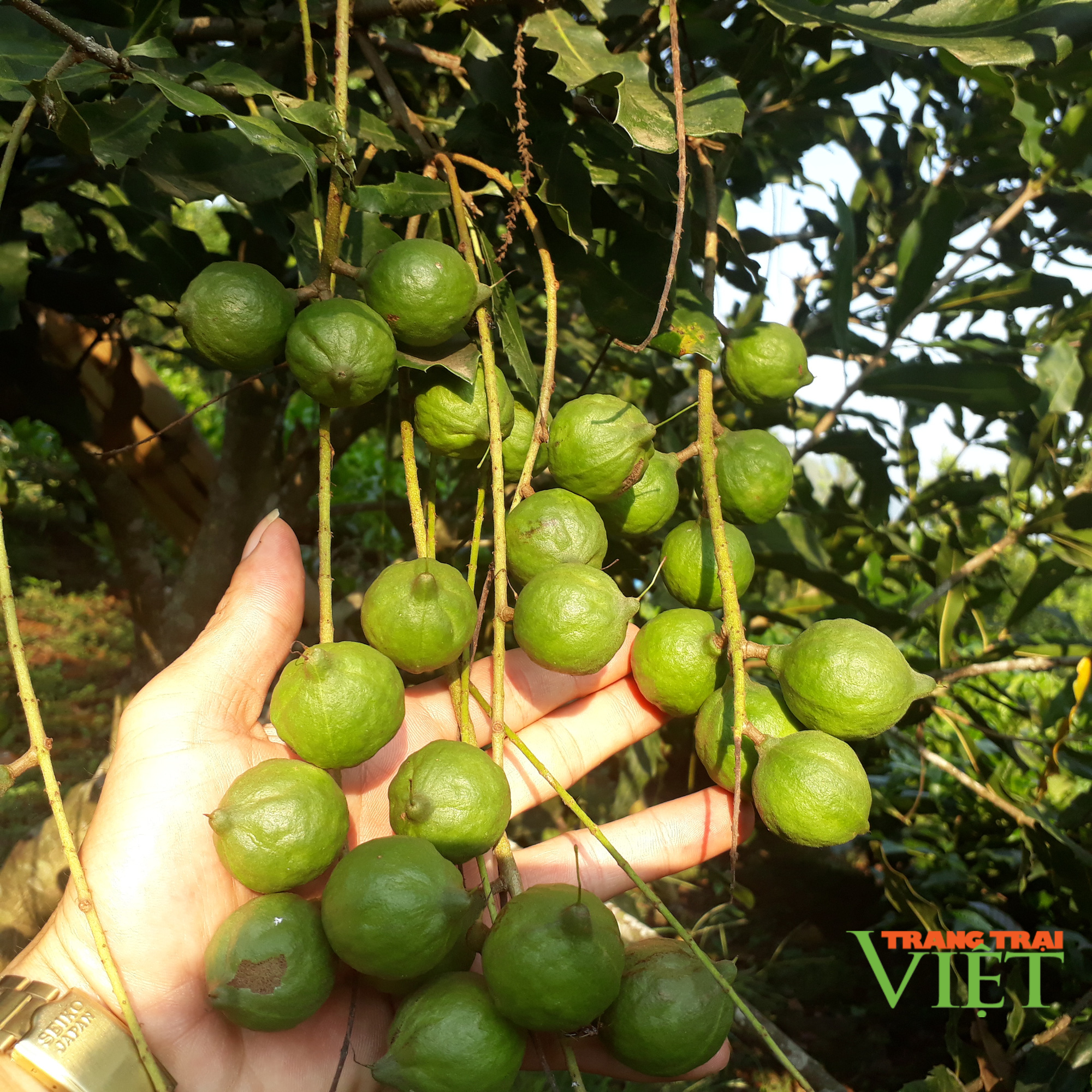 Tam Đường phát triển sản xuất nông nghiệp hàng hóa - Ảnh 3. Tam Đường phát triển sản xuất nông nghiệp hàng hóa - Ảnh 3.