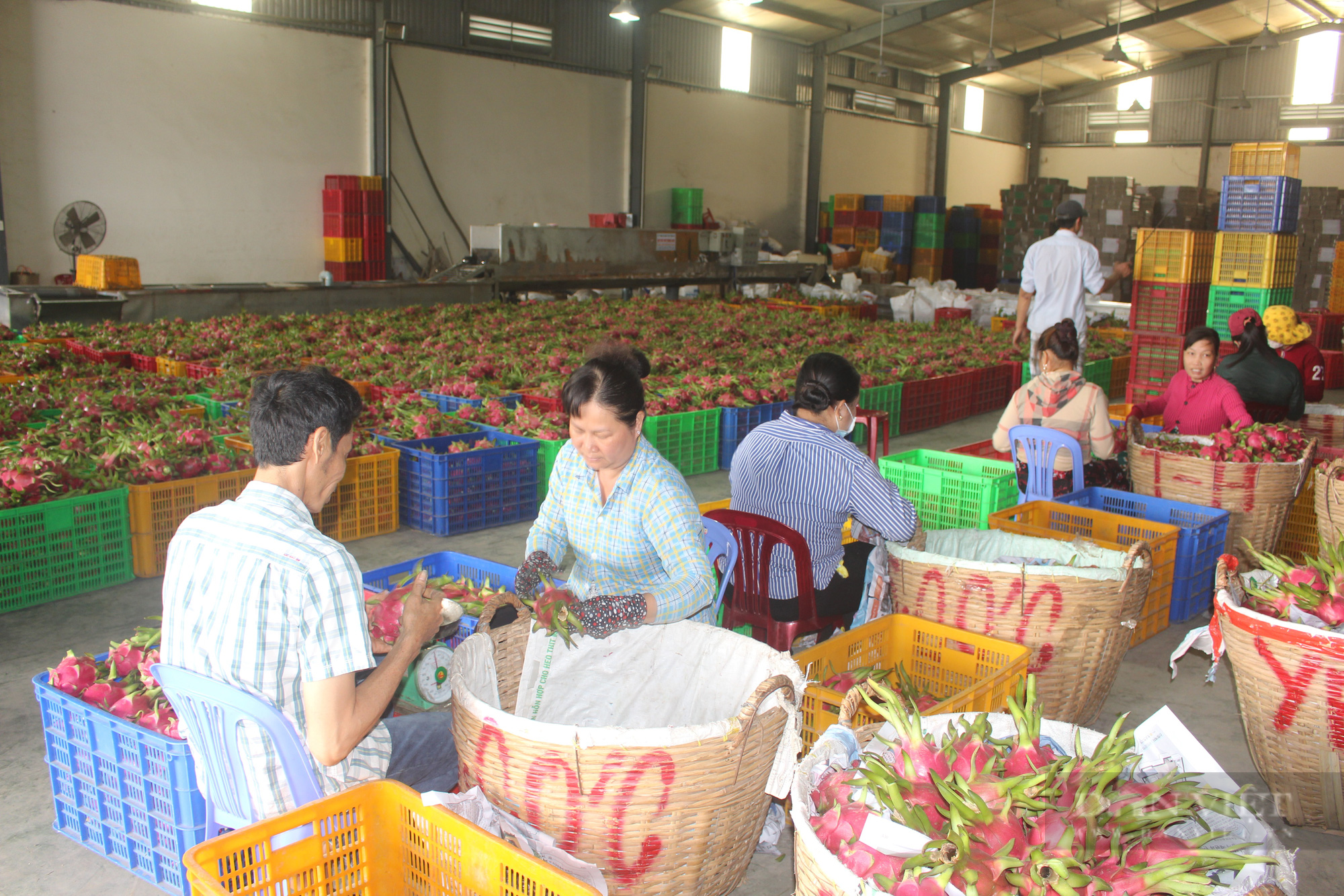 Nhiều dự báo GDP quý 3 sẽ tăng trưởng âm, chính sách điều hành tiền tệ sẽ ra sao những tháng cuối năm? - Ảnh 2.