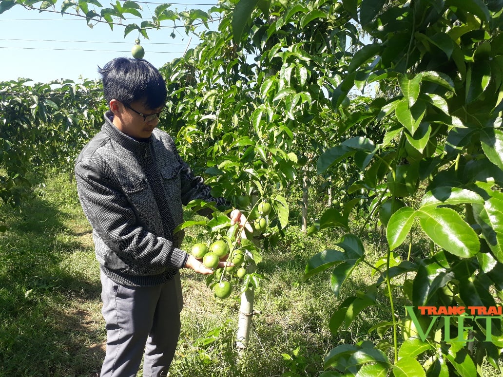 Lai Châu: Trồng chanh leo theo cách mới, quả sai trĩu trịt - Ảnh 1. Lai Châu: Trồng chanh leo theo cách mới, quả sai trĩu trịt - Ảnh 1.