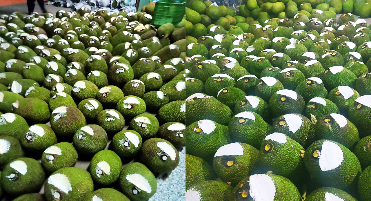 Giá mít Thái hôm nay 13/1: Bất ngờ tăng 1.000 đồng/kg, vì sao phải phục hồi vườn mít Thái thời điểm này? - Ảnh 1.