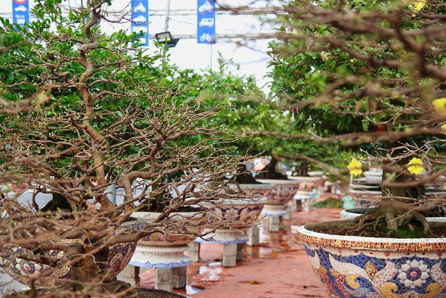 Chủ vườn đưa mai Tết xuống phố, sức mua tăng gấp 2 - 3 lần - Ảnh 1.