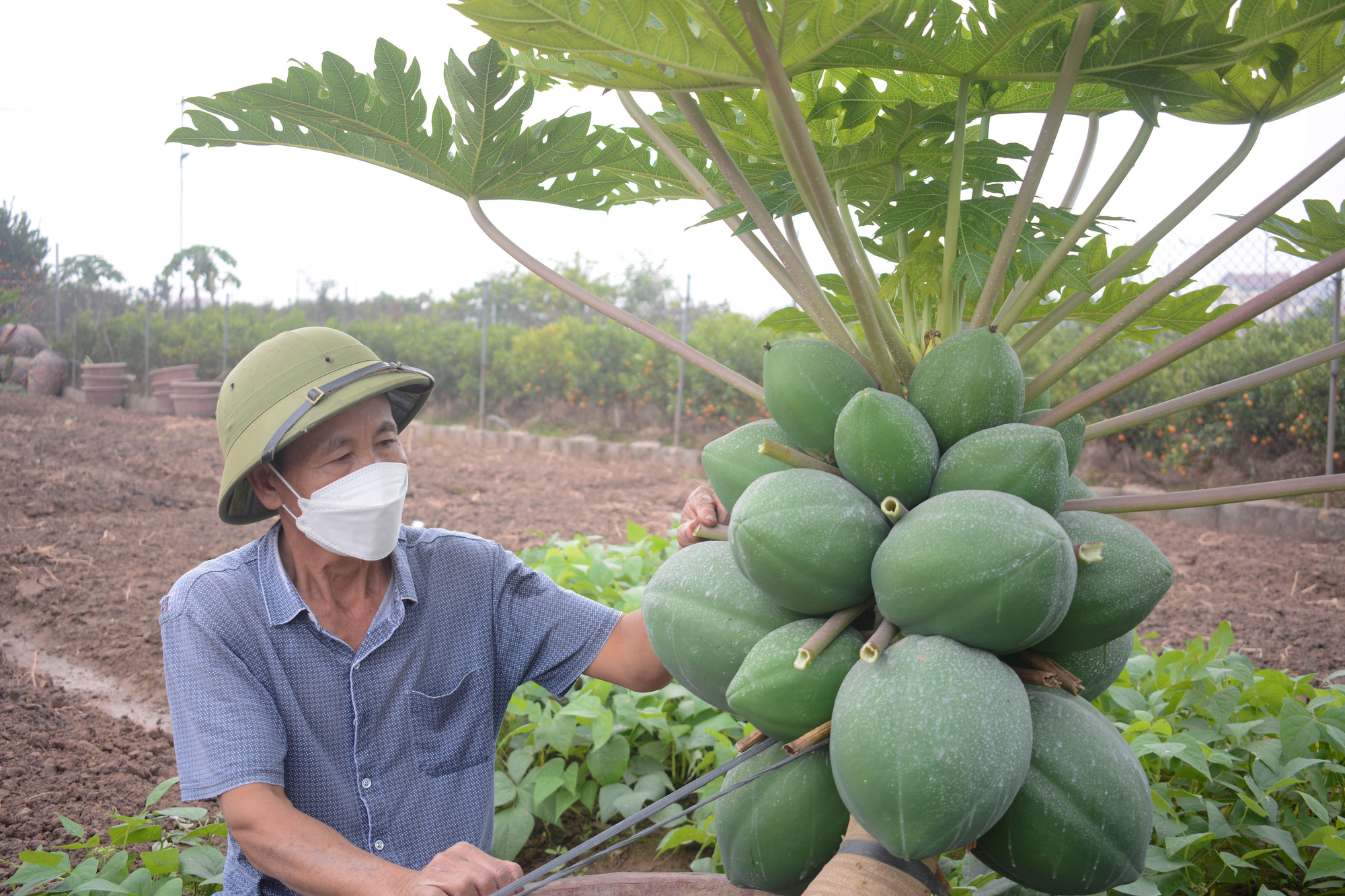 Nông sản phục vụ Tết Nguyên đán 2022: Cây, con độc lạ cháy hàng - Ảnh 3.