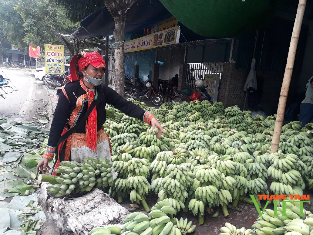 Phong Thổ chú trọng phát triển nông nghiệp hàng hóa tập trung - Ảnh 2. Phong Thổ chú trọng phát triển nông nghiệp hàng hóa tập trung - Ảnh 2.