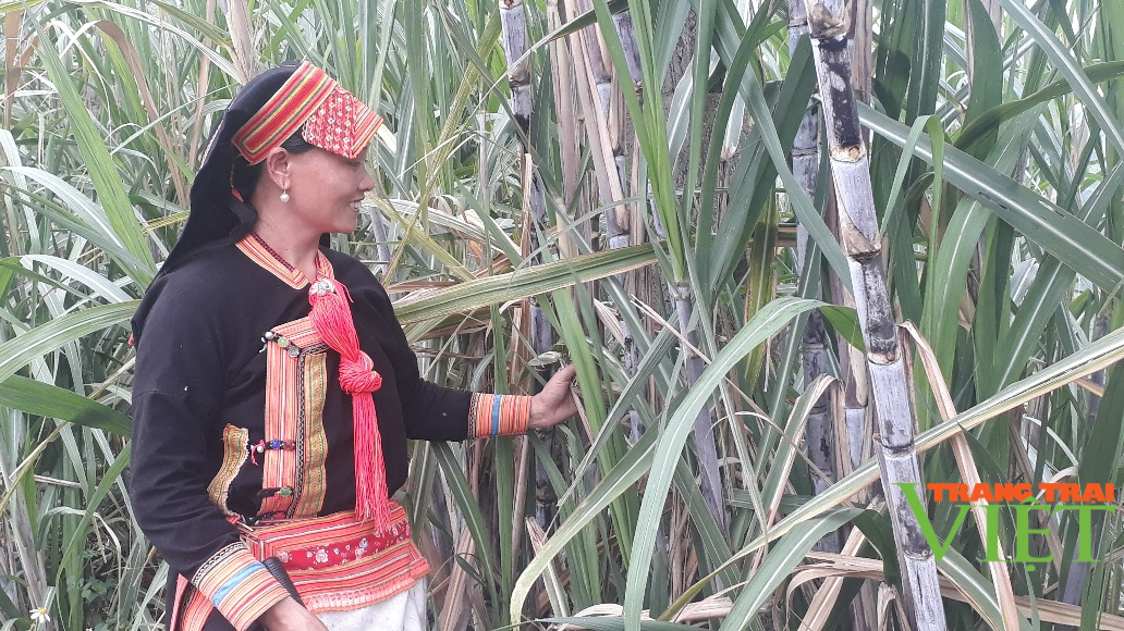 Phong Thổ chú trọng phát triển nông nghiệp hàng hóa tập trung - Ảnh 1. Phong Thổ chú trọng phát triển nông nghiệp hàng hóa tập trung - Ảnh 1.