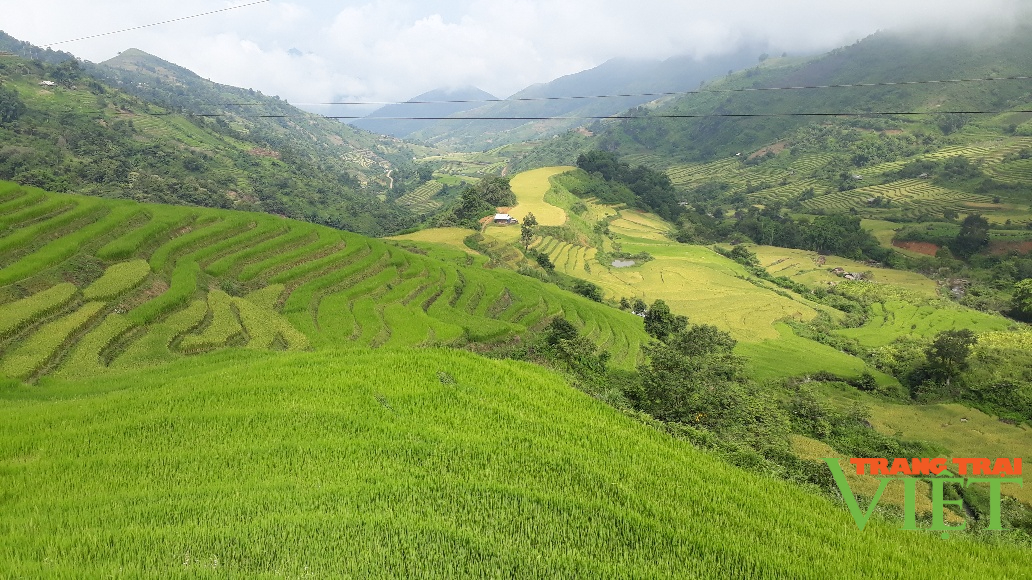 Phong Thổ chú trọng phát triển nông nghiệp hàng hóa tập trung - Ảnh 3. Phong Thổ chú trọng phát triển nông nghiệp hàng hóa tập trung - Ảnh 3.