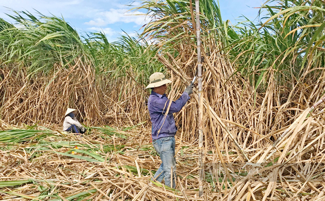 Nông dân thu hoạch mía ở Tây Nguyên. Ảnh: T.L