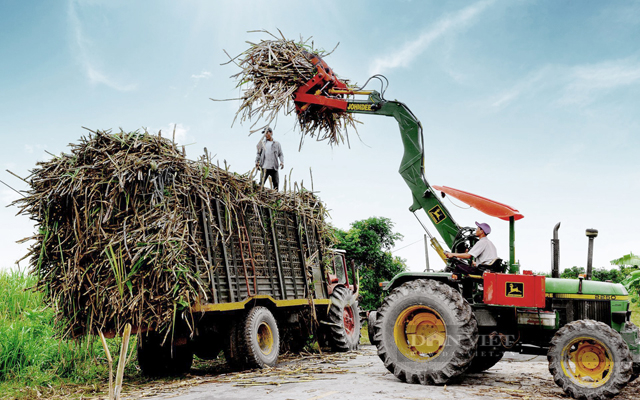 Thu hoach mía ở Tây Ninh. Ảnh: TNO