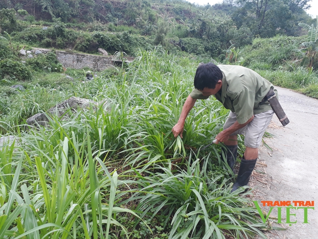 Than Uyên chủ động phòng chống đói, rét gia súc - Ảnh 2.