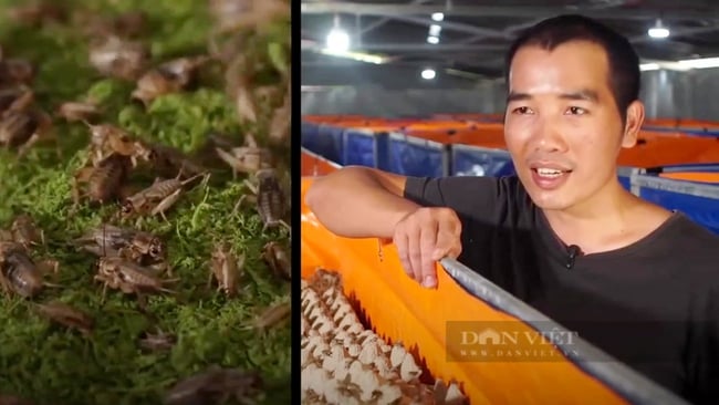 Mô hình nuôi dế bằng công nghệ cao trong container. Ảnh: NVCC