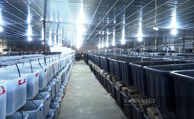 Ở trại chăn nuôi mới, đàn dế được nuôi trong thùng nhựa. Ảnh: NVCC