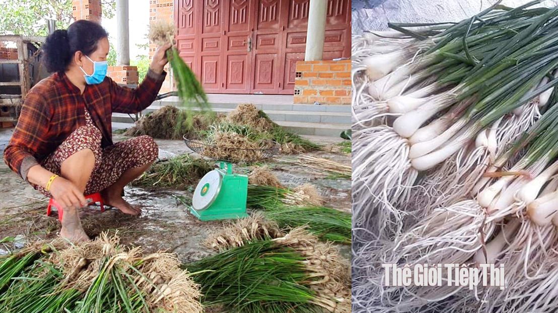 Kiệu được bó thành bó nhỏ, khoảng 1kg/bó. Ảnh: Trần Khánh