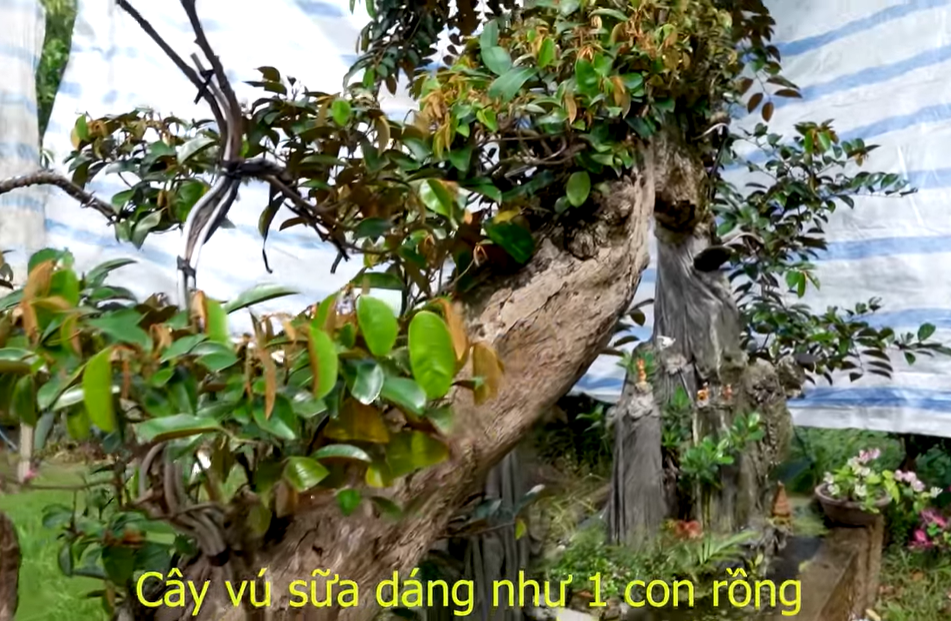 Cây vú sữa dáng rồng cổ quái, ra giá 3 tỷ đồng - Ảnh 5.