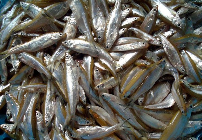 Chả cá chân quê - Ảnh 4.