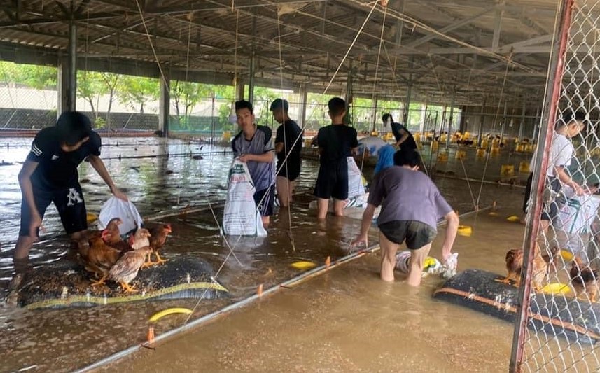 Cả trang trại gà chết sạch trong nước lũ, dân làng hò nhau giúp chủ trại sơ chế để vớt lại chút vốn - Ảnh 1.