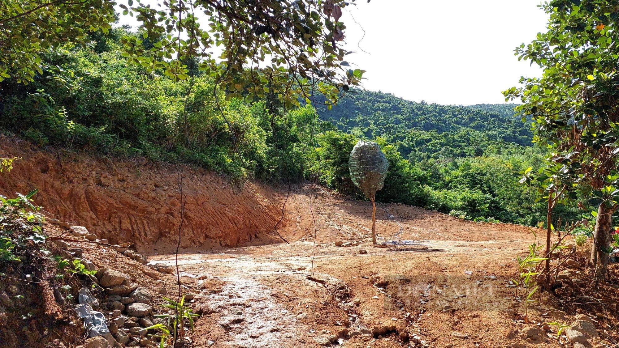 Tự ý chặt phá rừng để trồng dược liệu, doanh nghiệp bị phạt 50 triệu đồng - Ảnh 1.