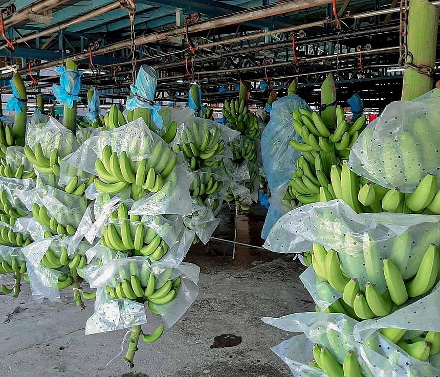 Xuất khẩu chuối vào Nhật Bản: Đừng quan tâm đến giá - Ảnh 1.