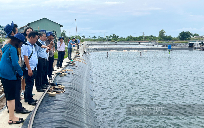 Nông dân nuôi tôm ở huyện Cần Giờ, TPHCM. Ảnh: Trần Khánh