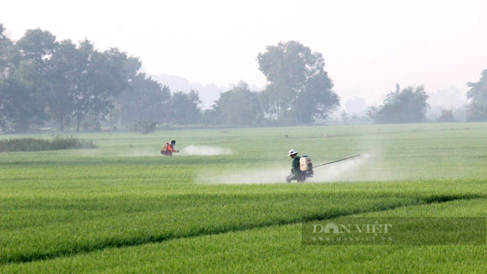 Nông dân phun xịt thuốc bảo vệ thực vật trên đồng ruộng. Ảnh: Trần Khánh