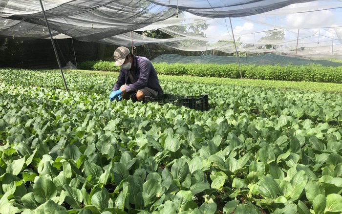 Thí điểm thành lập 3 trung tâm dịch vụ nông nghiệp - Ảnh 1.