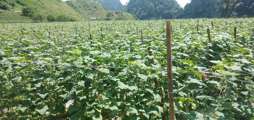 Triệu phú trẻ đầu tiên ở thủ phủ cây thuốc phiện - Ảnh 3. Triệu phú trẻ đầu tiên ở thủ phủ cây thuốc phiện - Ảnh 3.