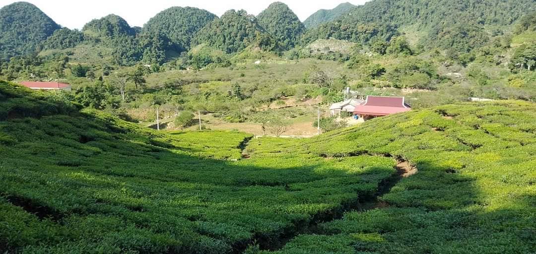 Triệu phú trẻ đầu tiên ở thủ phủ cây thuốc phiện - Ảnh 8. Triệu phú trẻ đầu tiên ở thủ phủ cây thuốc phiện - Ảnh 8.