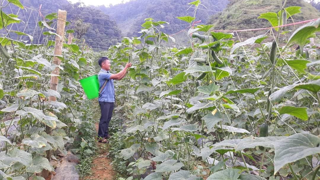 Triệu phú trẻ đầu tiên ở thủ phủ cây thuốc phiện - Ảnh 5. Triệu phú trẻ đầu tiên ở thủ phủ cây thuốc phiện - Ảnh 5.