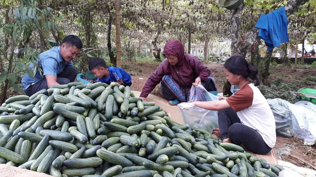 Triệu phú trẻ đầu tiên ở thủ phủ cây thuốc phiện - Ảnh 4. Triệu phú trẻ đầu tiên ở thủ phủ cây thuốc phiện - Ảnh 4.