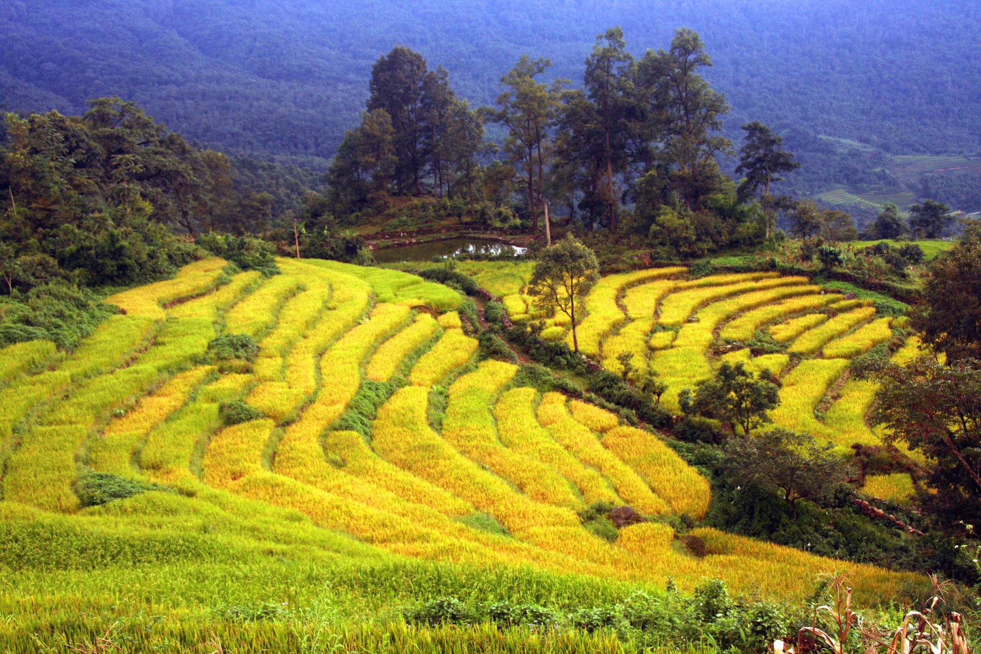 Cốm Tú Lệ, cực phẩm của đất trời - Ảnh 1.