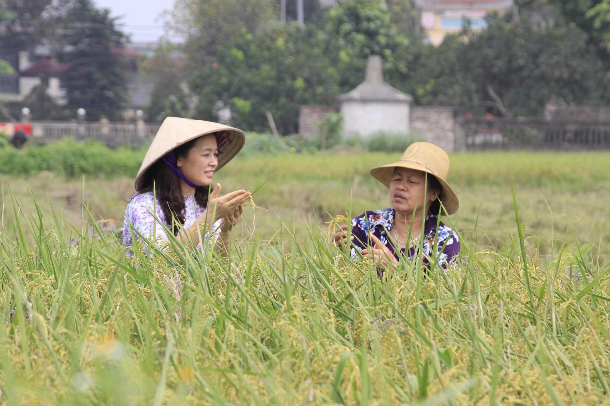 Hà Nội thu hút đầu tư, phát triển nông nghiệp hữu cơ - Ảnh 1.