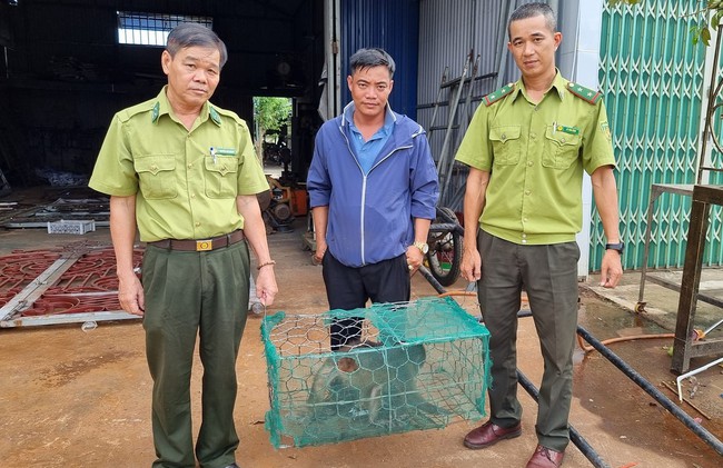 TT-Huế: Người dân giao nộp 4 cá thể động vật quý hiếm đi lạc cho kiểm lâm  - Ảnh 2.