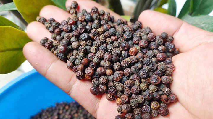 Giá tiêu bật tăng tại các vùng trọng điểm - Ảnh 1.